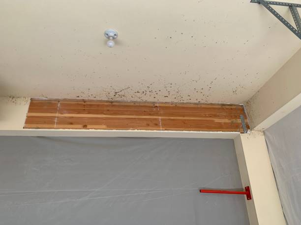 Best Asbestos and Lead Testing During Mold Inspection  in Castle Rock, WA